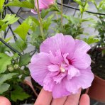 Ibištek sýrsky DUO 2in1 (Hibiscus syriacus) ‘WHITE & LAVENDER’ – výška 50-70 cm, kont. C5L